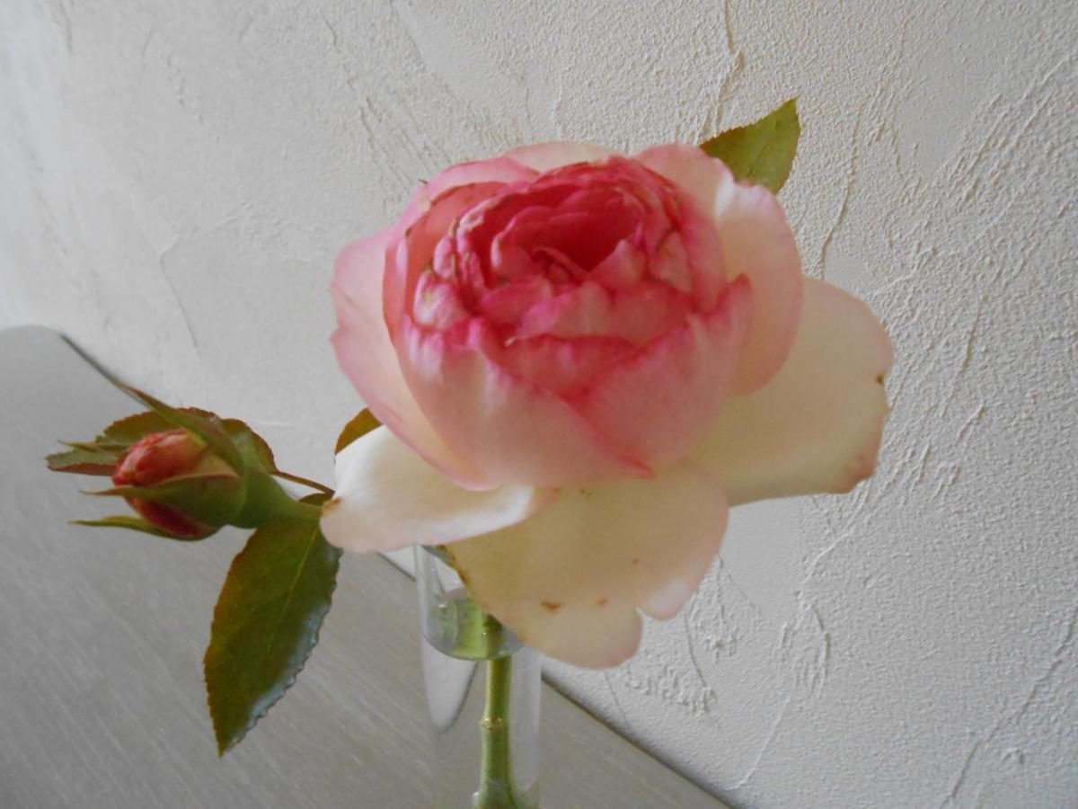 La Maison Du Bourg B&B Puisseguin ภายนอก รูปภาพ